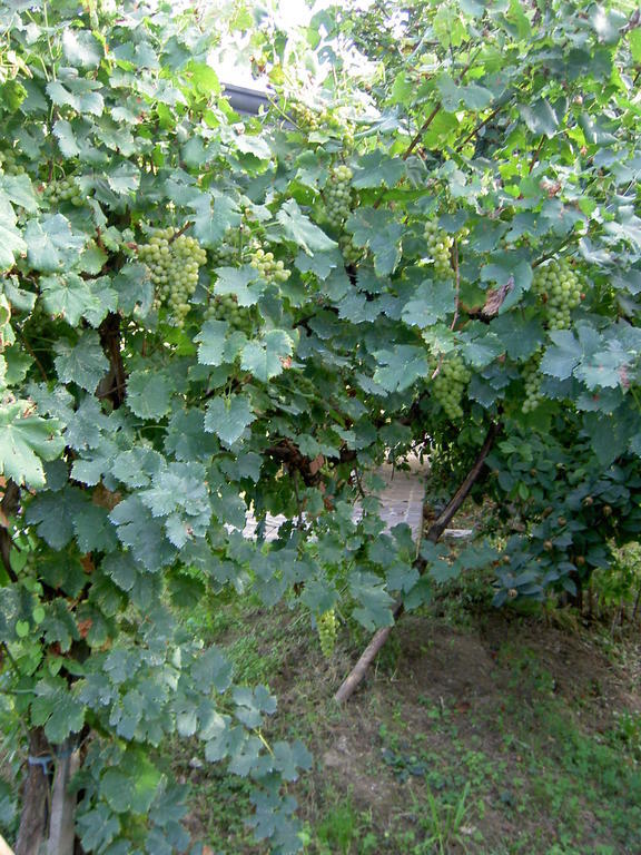 Agriturismo Monteortone Abano Terme Eksteriør billede