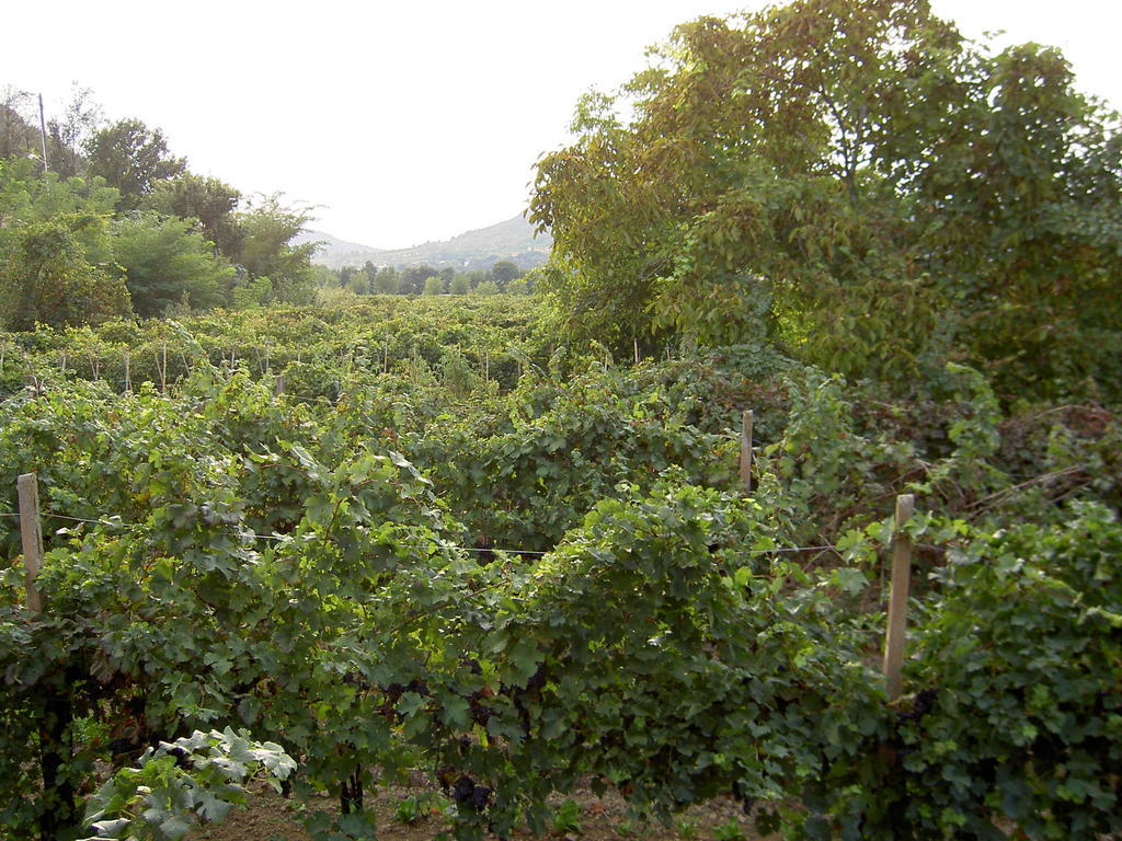 Agriturismo Monteortone Abano Terme Eksteriør billede